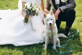 Zwierzęta na ślubie i weselu – czy to dobry pomysł?
