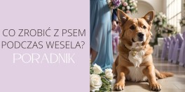 Co zrobić z psem podczas wesela.